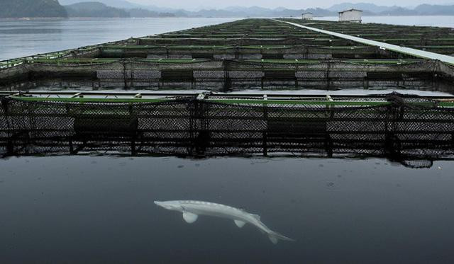 Loai ca tien vua khong lo, nang ca tan sap tuyet chung-Hinh-4