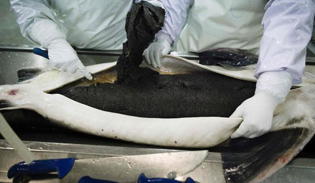 Loai ca tien vua khong lo, nang ca tan sap tuyet chung-Hinh-5