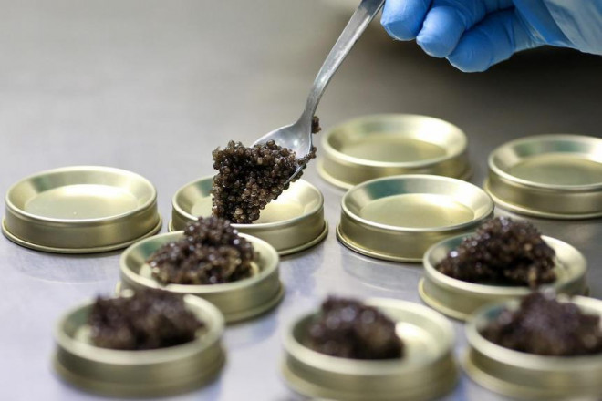 Loai ca tien vua khong lo, nang ca tan sap tuyet chung-Hinh-3