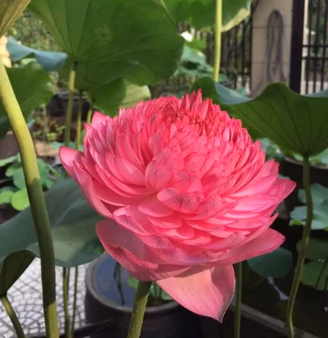 Ha thanh len con sot hoa sen khong lo nghin canh-Hinh-3