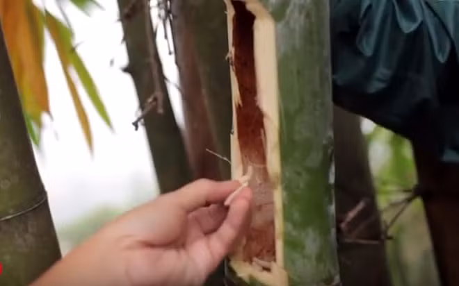 Đặc sản ở Việt Nam nhìn ghê rợn nhưng giá nửa triệu/kg Dac san o Viet Nam nhin ghe ron nhung gia nua trieu/kg