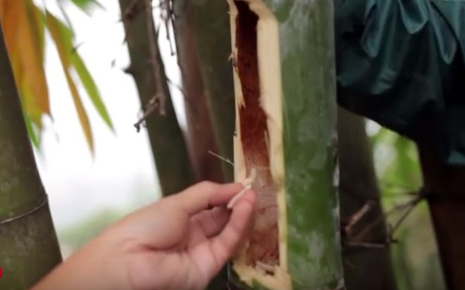 Đặc sản ở Việt Nam nhìn ghê rợn nhưng giá nửa triệu/kg Dac san o Viet Nam nhin ghe ron nhung gia nua trieu/kg