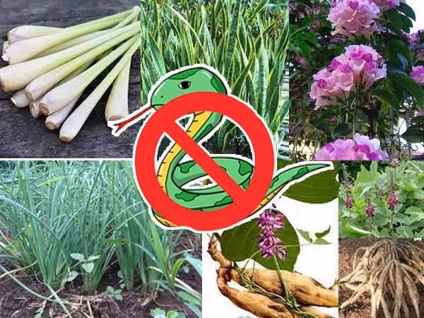 4 loai cay trong trong vuon nha: Ran va cac con trung khac chay xa