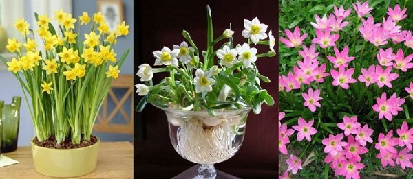 6 loại cây chứa nhiều sát khí, chớ dại trồng trong nhà kẻo tán lộc 6 loai cay chua nhieu sat khi, cho dai trong trong nha keo tan loc