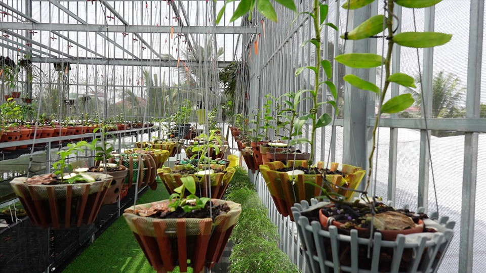 Trước đó, anh Giang và bạn bè đã bỏ công đi tìm, sưu tầm rất nhiều loại lan; đến nay, vườn lan đã sở hữu trên 30 giống với trên 300 chậu. Trong đó có nhiều giống lan trị giá lên tới hàng chục tỉ đồng.