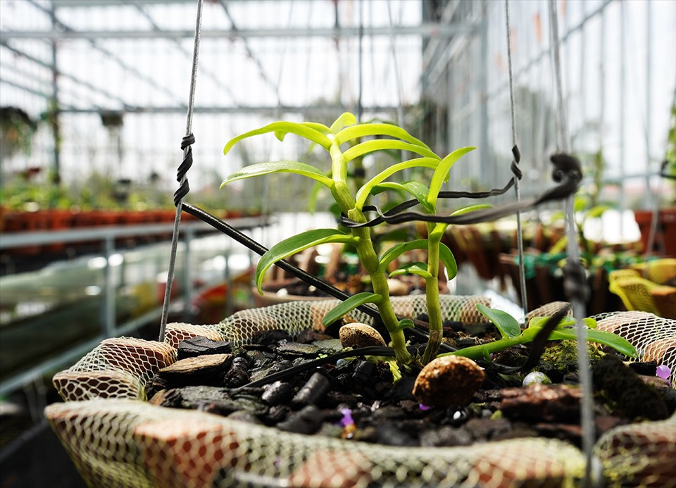 Điển hình là lan đột biến 5 cánh trắng Ngọc Sơn Cước. Lan này được anh Giang mang về từ vườn lan Heo Beo ở TP.HCM, hiện có trị giá lên tới 9 tỉ đồng tùy thuộc vào độ lớn nhỏ, công chăm sóc. Ảnh: Cận cảnh lan đột biến có tên Ngọc Sơn Cước có giá trị lên tới 9 tỉ đồng.