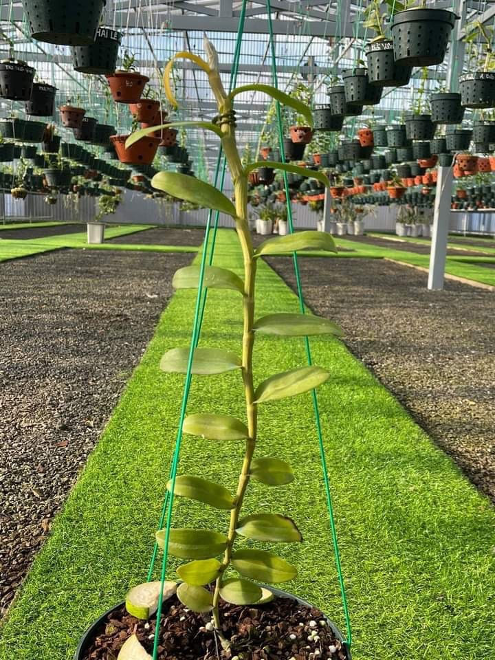 “Bên cạnh đó, có nhiều giống lan đột biến mặt hoa khác nhau, với những tên gọi rất mỹ miều như: Vĩnh Khang, Bảo Duy, Thảo Chi, Tản Viên, Á Hậu, người đẹp không tên… với trị giá từ 3 đến 8 tỉ đồng tùy theo tên gọi, độ lớn nhỏ và công chăm sóc”, anh Giang chia sẻ. Ảnh: “Người đẹp không tên” có giá trị từ 3 đến 8 tỉ tùy theo công chăm sóc và độ lớn nhỏ của lan.