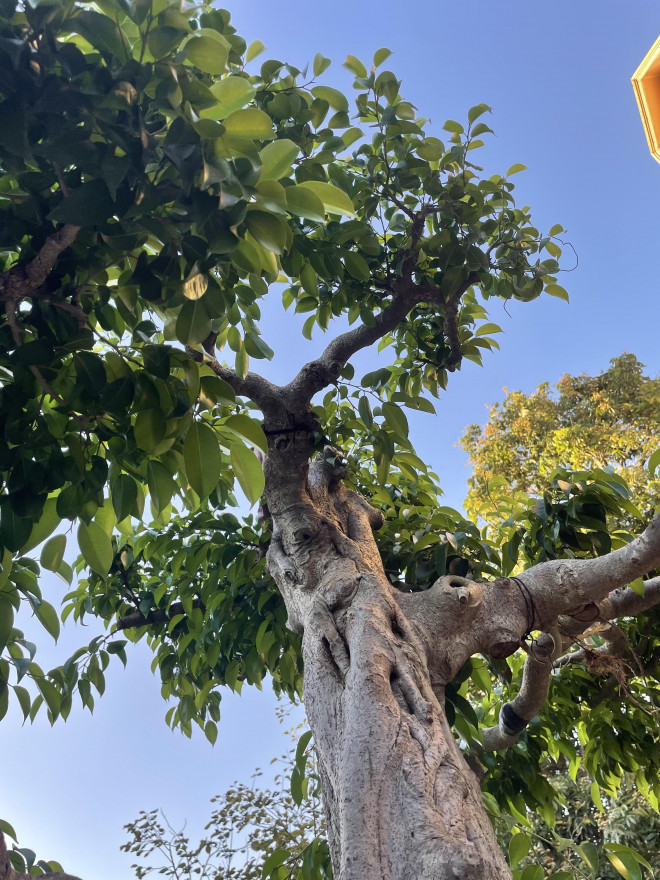 Lao nong mua cay sanh xau xi ve uon, khach tra gia khung quyet khong ban-Hinh-2