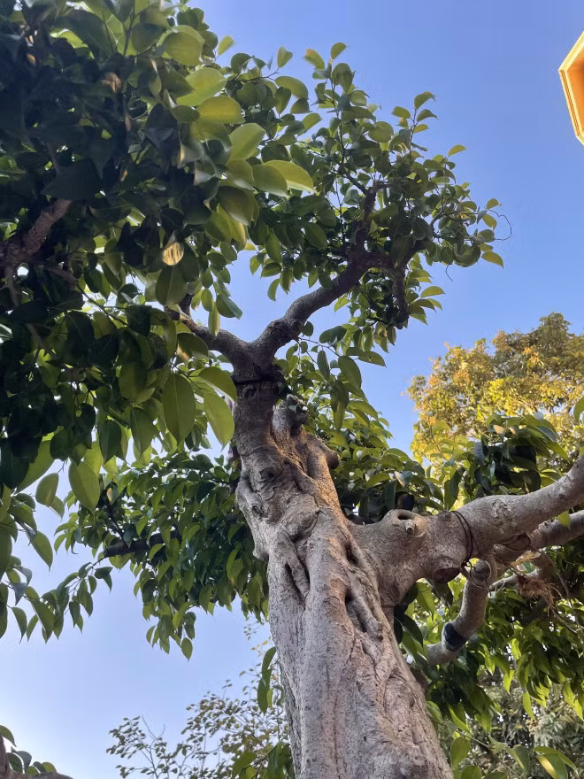 Lao nong mua cay sanh xau xi ve uon, khach tra gia khung quyet khong ban-Hinh-2