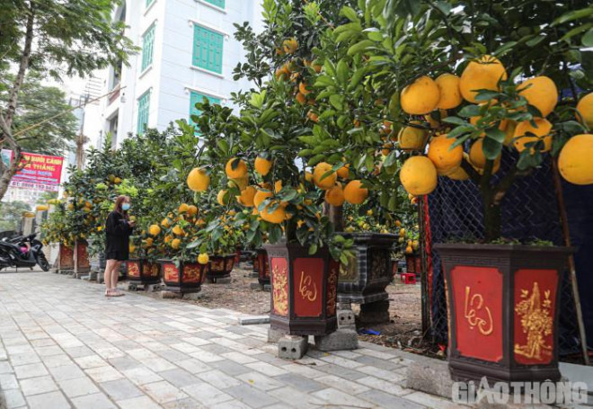 Bưởi cảnh cổ thụ giá 50 triệu đồng xuống phố chờ đại gia đón về Buoi canh co thu gia 50 trieu dong xuong pho cho dai gia don ve