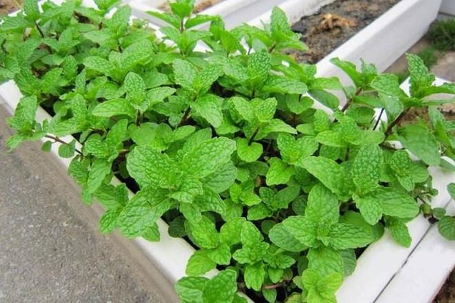 6 cách xua đuổi muỗi hoàn toàn tự nhiên đem lại hiệu quả lâu dài ảnh 2