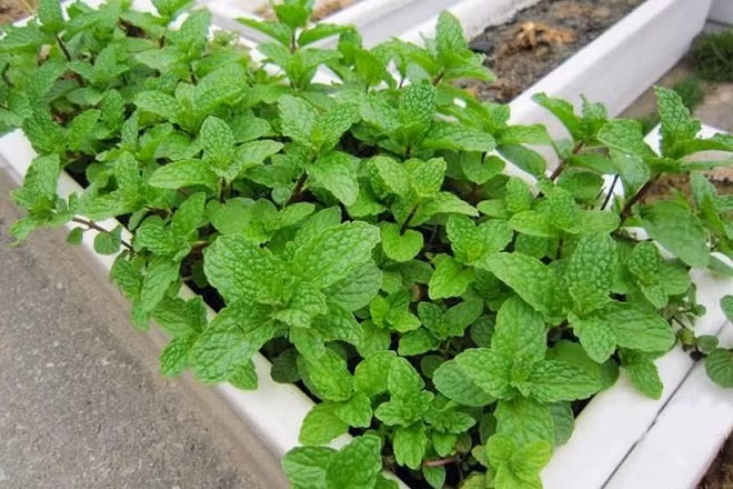 6 cách xua đuổi muỗi hoàn toàn tự nhiên đem lại hiệu quả lâu dài ảnh 2