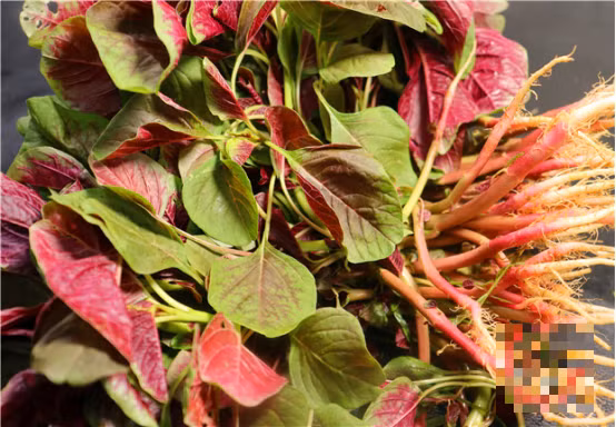 4 loai rau giup tang chieu cao thong dung, 