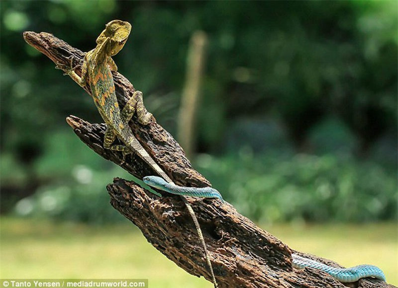 Ban đầu, tắc kè hoa không hề biết rắn lục đang có ý định tấn công mình.