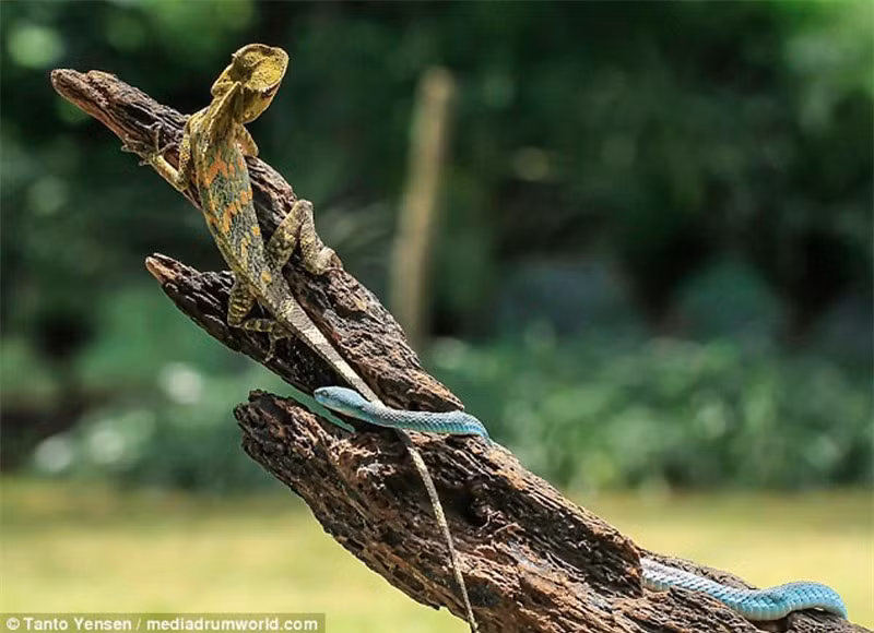 Ban đầu, tắc kè hoa không hề biết rắn lục đang có ý định tấn công mình.