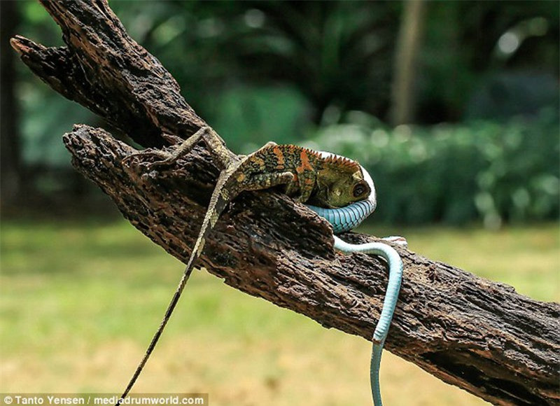 Lợi dụng rắn lục trườn đi chỗ khác, tắc kè hoa tiếp tục cắn đối thủ.