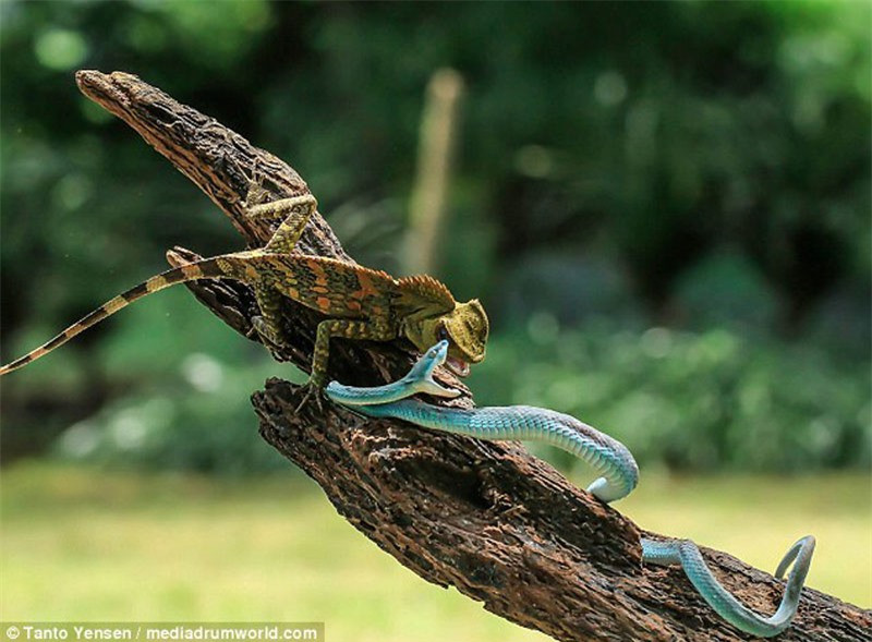 Cận cảnh hai con vật "nhe nanh, múa vuốt".