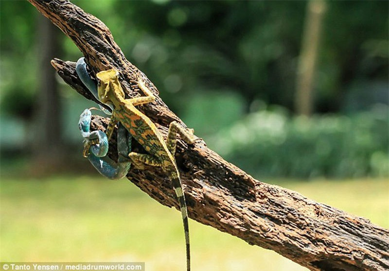 Tuy nhiên, khi rắn lục tiến lại gần, tắc kè hoa đã lập tức đáp trả lại đối phương.