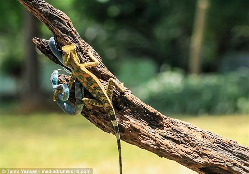 Tuy nhiên, khi rắn lục tiến lại gần, tắc kè hoa đã lập tức đáp trả lại đối phương.