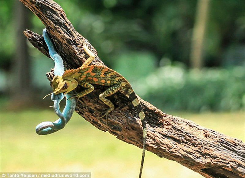 Tắc kè hoa cắn ngay vào đầu con rắn lục khiến đối phương nhăn mặt vì đau đớn.