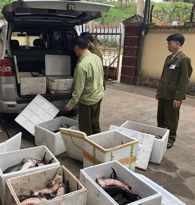 Ca tam Trung Quoc qua nhieu, ha do van ca trong nuoc-Hinh-2