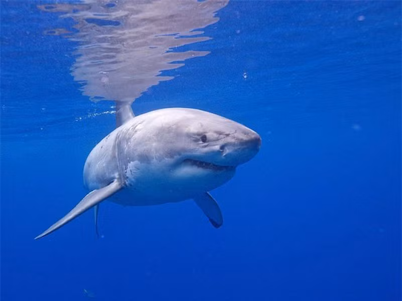Những sự thật thú vị về loài cá mập ảnh 1