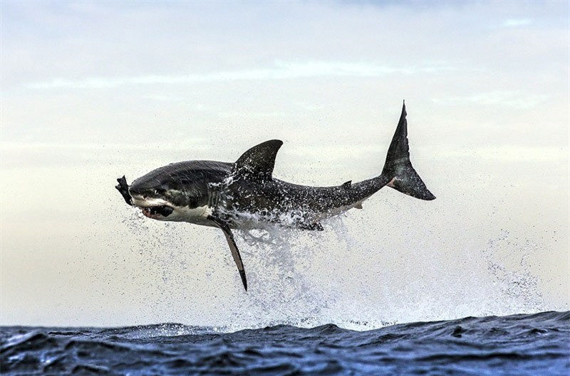 Những sự thật thú vị về loài cá mập ảnh 6