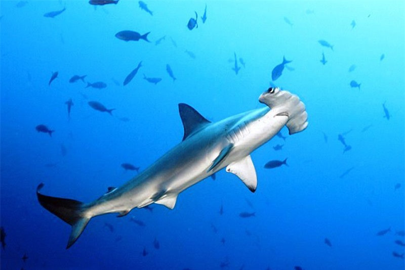 Những sự thật thú vị về loài cá mập ảnh 8