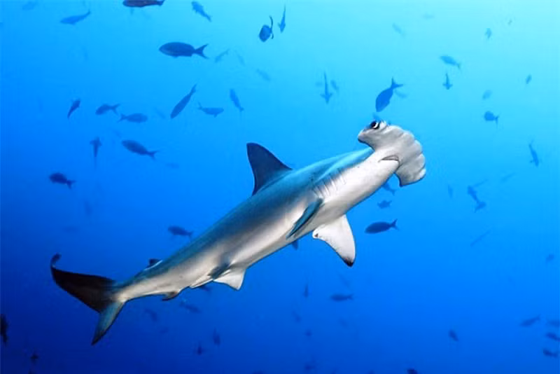 Những sự thật thú vị về loài cá mập ảnh 8