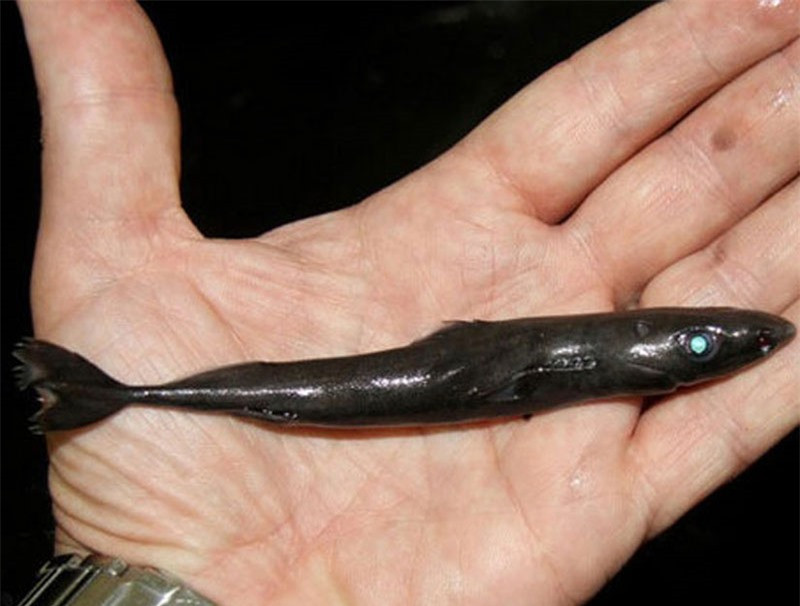 Những sự thật thú vị về loài cá mập ảnh 3