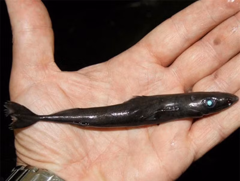 Những sự thật thú vị về loài cá mập ảnh 3