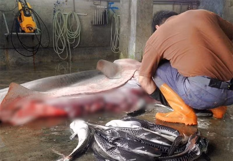 Những sự thật thú vị về loài cá mập ảnh 9