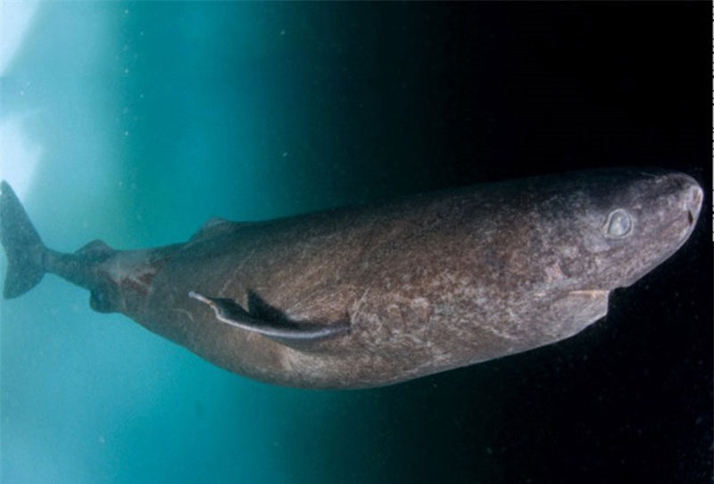 Những sự thật thú vị về loài cá mập ảnh 10