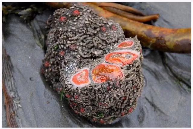 Người đàn ông sốc khi biết cục đá nhặt được là sinh vật có thể chuyển giới Nguoi dan ong soc khi biet cuc da nhat duoc la sinh vat co the chuyen gioi