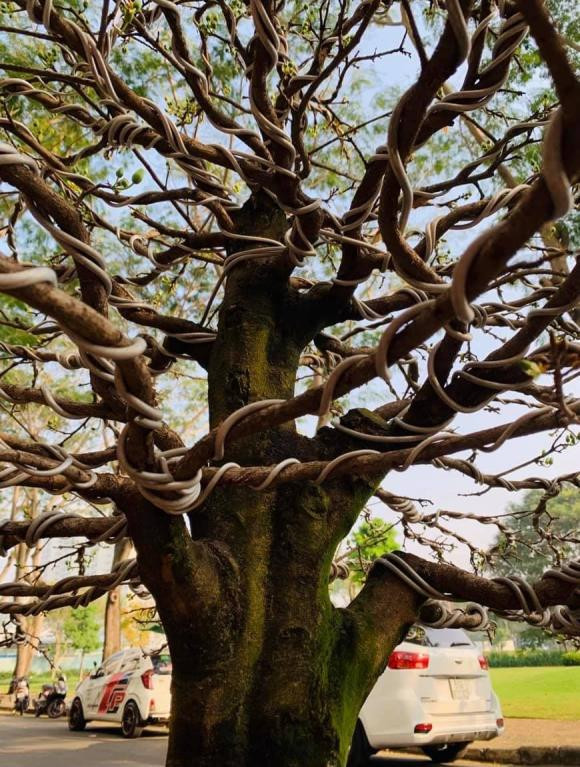 Loat sao Viet gap van xui nhung ngay giap Tet-Hinh-2