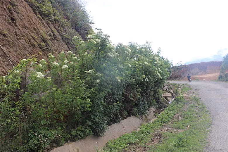 Vung cao Hang Dong: diem den du lich hoang so day hap dan-Hinh-5