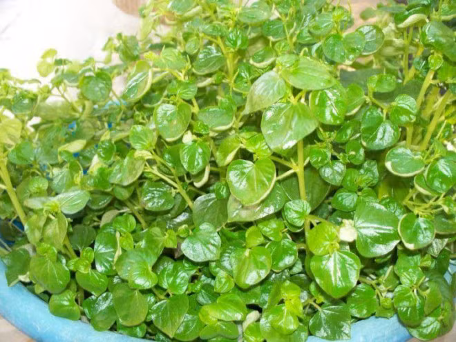 Rau moc dai bo rao o Viet Nam duoc nhieu nuoc khac xem la than duoc-Hinh-2