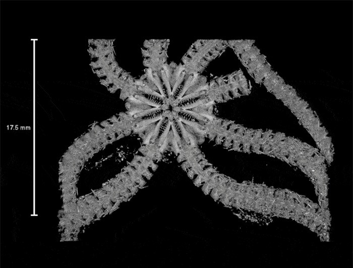 Kinh hoàng với loài sao biển 8 chân đầy gai dài như rắn ảnh 2