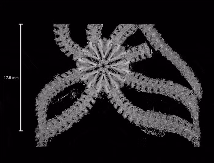 Kinh hoàng với loài sao biển 8 chân đầy gai dài như rắn ảnh 2