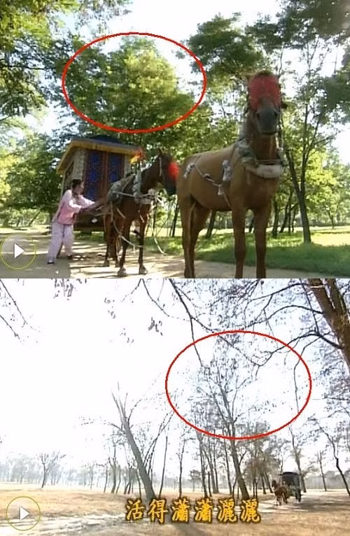 Hàng cây lúc trước vẫn xanh um, sau khi hoàng thượng nhận Tiểu Yến Tử bỗng héo úa hết cả.