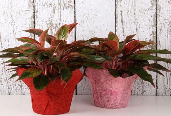 Loai cay phong thuy hut tai loc, dip Tet trong trong nha ca nam hot bac