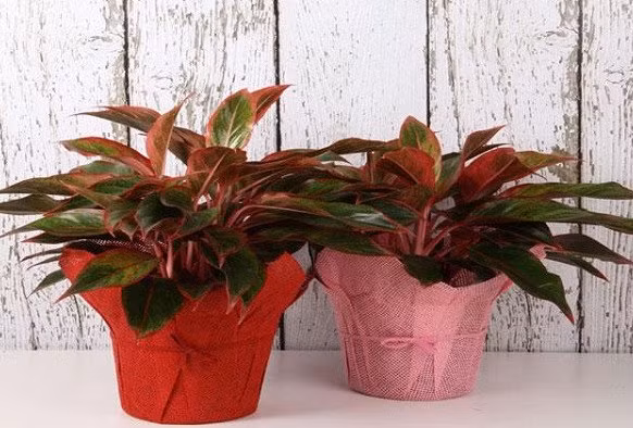 Loai cay phong thuy hut tai loc, dip Tet trong trong nha ca nam hot bac