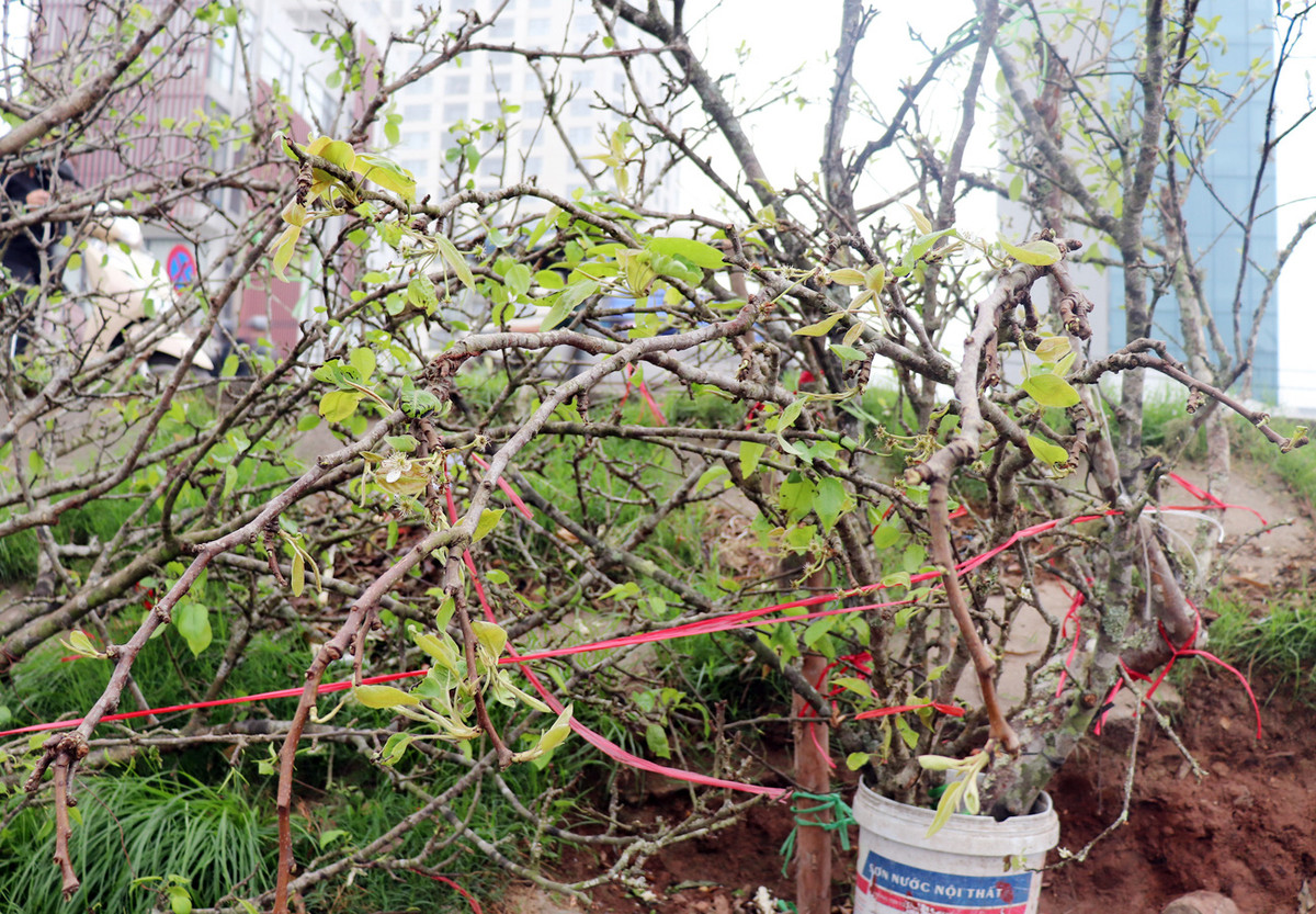 Tiểu thương ngậm ngùi vứt bỏ hoa lê trắng thành đống chờ đốt bỏ - Hình 2 Tieu thuong ngam ngui vut bo hoa le trang thanh dong cho dot bo-Hinh-2