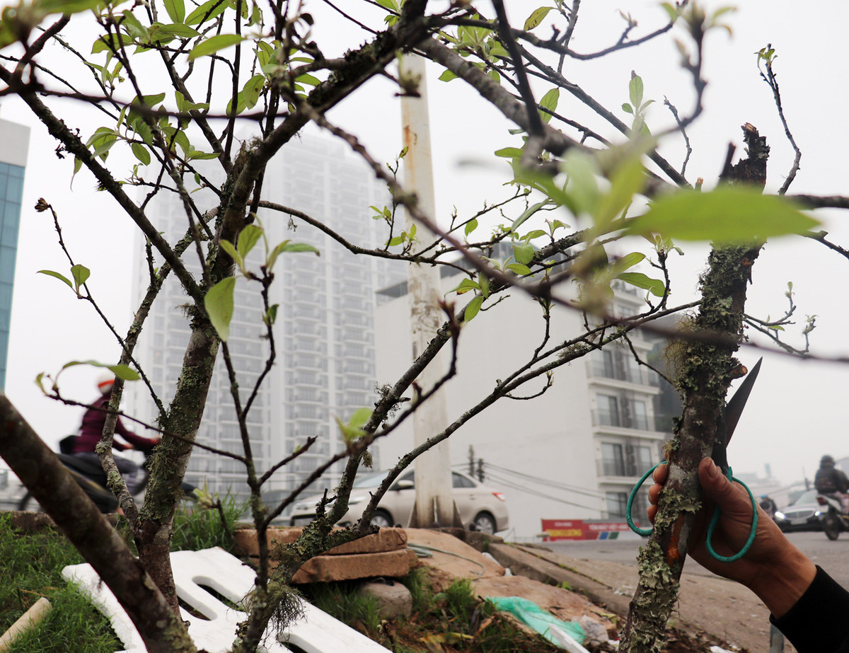 Tiểu thương ngậm ngùi vứt bỏ hoa lê trắng thành đống chờ đốt bỏ - Hình 4 Tieu thuong ngam ngui vut bo hoa le trang thanh dong cho dot bo-Hinh-4