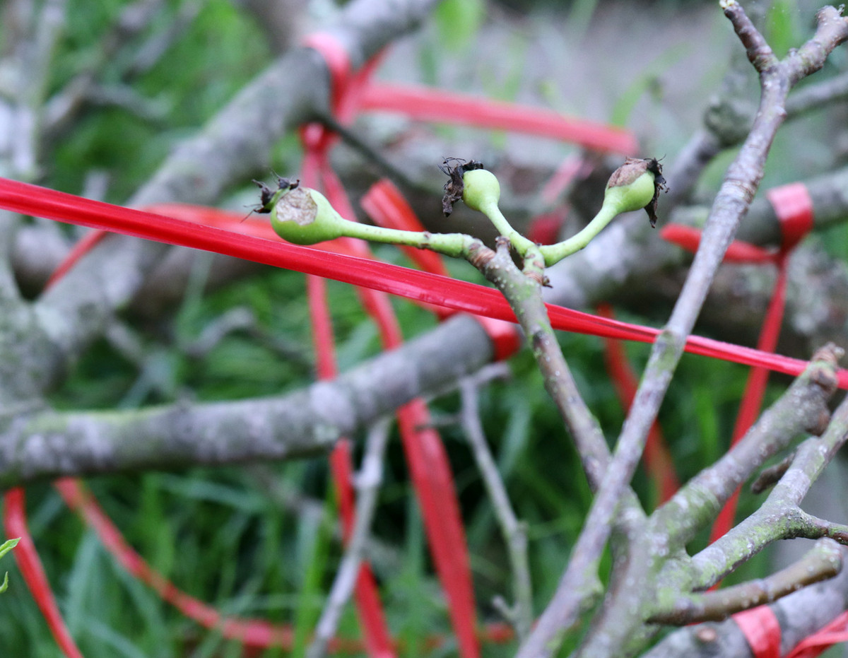 Tiểu thương ngậm ngùi vứt bỏ hoa lê trắng thành đống chờ đốt bỏ - Hình 10 Tieu thuong ngam ngui vut bo hoa le trang thanh dong cho dot bo-Hinh-10