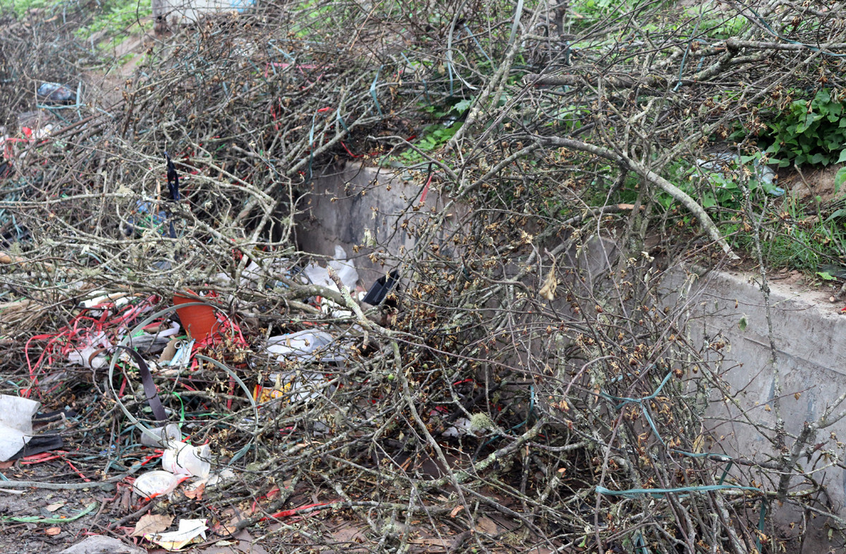 Tiểu thương ngậm ngùi vứt bỏ hoa lê trắng thành đống chờ đốt bỏ - Hình 11 Tieu thuong ngam ngui vut bo hoa le trang thanh dong cho dot bo-Hinh-11