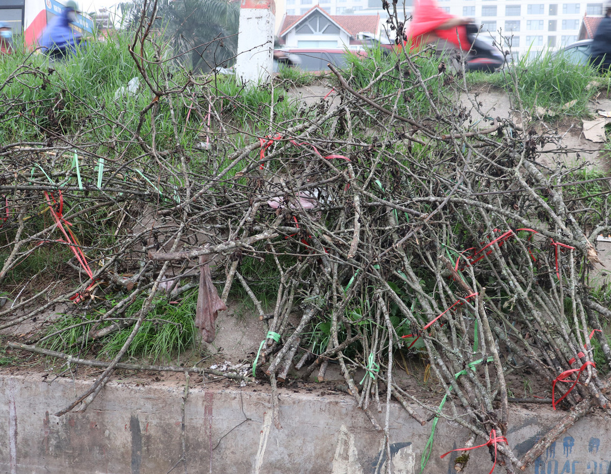 Tiểu thương ngậm ngùi vứt bỏ hoa lê trắng thành đống chờ đốt bỏ - Hình 7 Tieu thuong ngam ngui vut bo hoa le trang thanh dong cho dot bo-Hinh-7