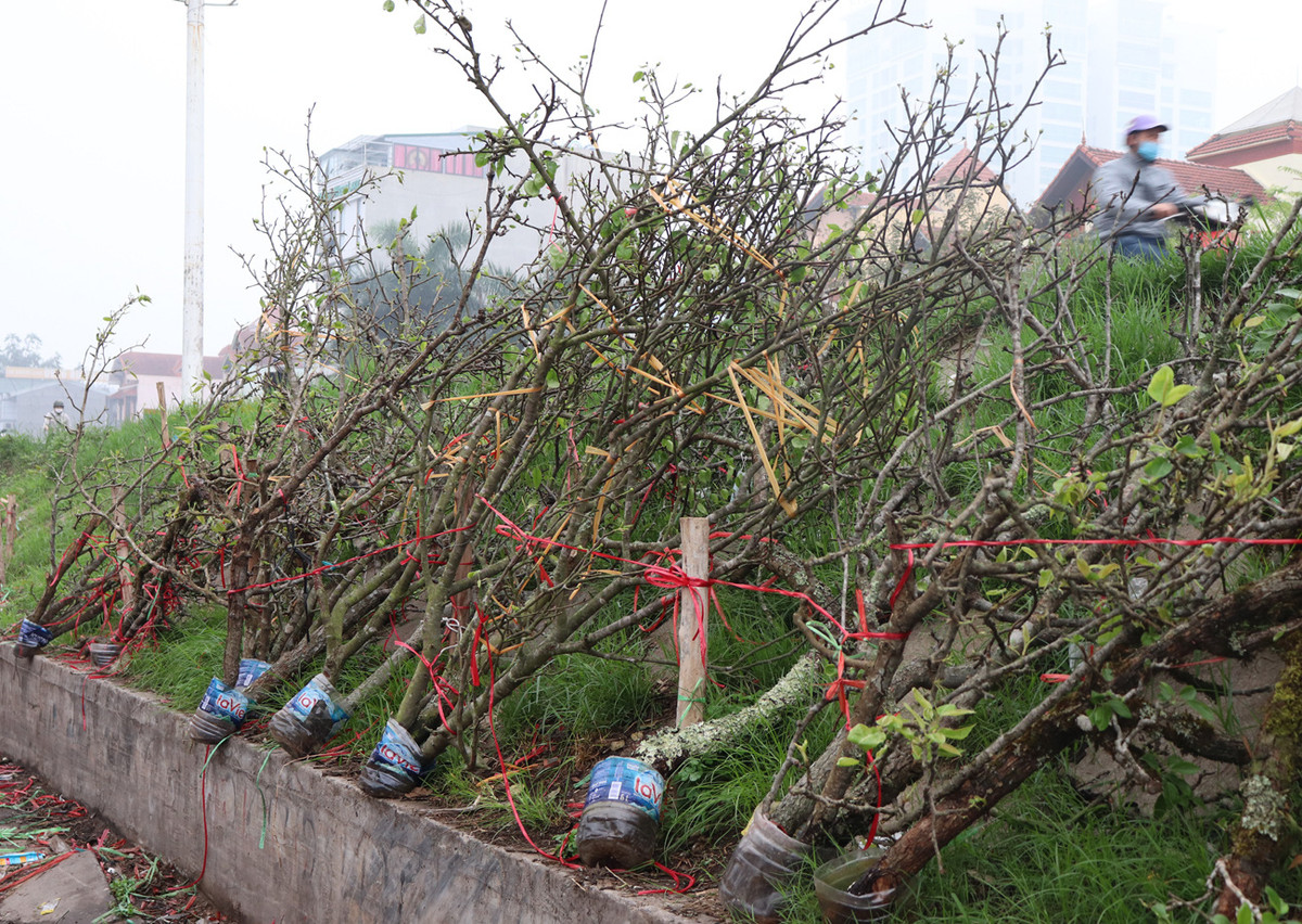 Tiểu thương ngậm ngùi vứt bỏ hoa lê trắng thành đống chờ đốt bỏ - Hình 8 Tieu thuong ngam ngui vut bo hoa le trang thanh dong cho dot bo-Hinh-8