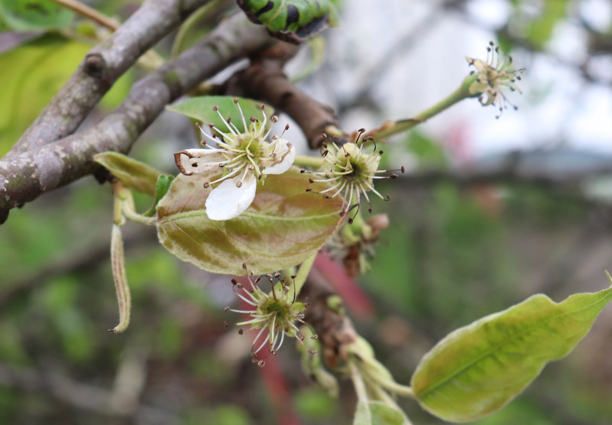 Tiểu thương ngậm ngùi vứt bỏ hoa lê trắng thành đống chờ đốt bỏ - Hình 14 Tieu thuong ngam ngui vut bo hoa le trang thanh dong cho dot bo-Hinh-14