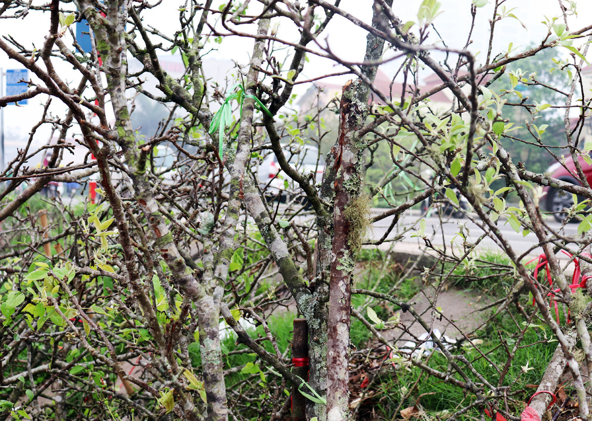 Tiểu thương ngậm ngùi vứt bỏ hoa lê trắng thành đống chờ đốt bỏ - Hình 13 Tieu thuong ngam ngui vut bo hoa le trang thanh dong cho dot bo-Hinh-13